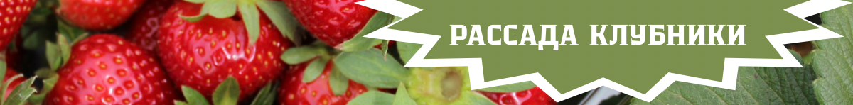 Главная банер в шапке 1270*60 клубника до 16.04