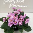Полумини фиалка, стартер , Storybook princess