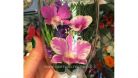 *100% Real Flowers* - Необычайно красивый подарок натуральные цветы в герметичных вазах!